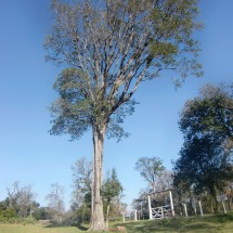 Huge tree on Cerro Acati